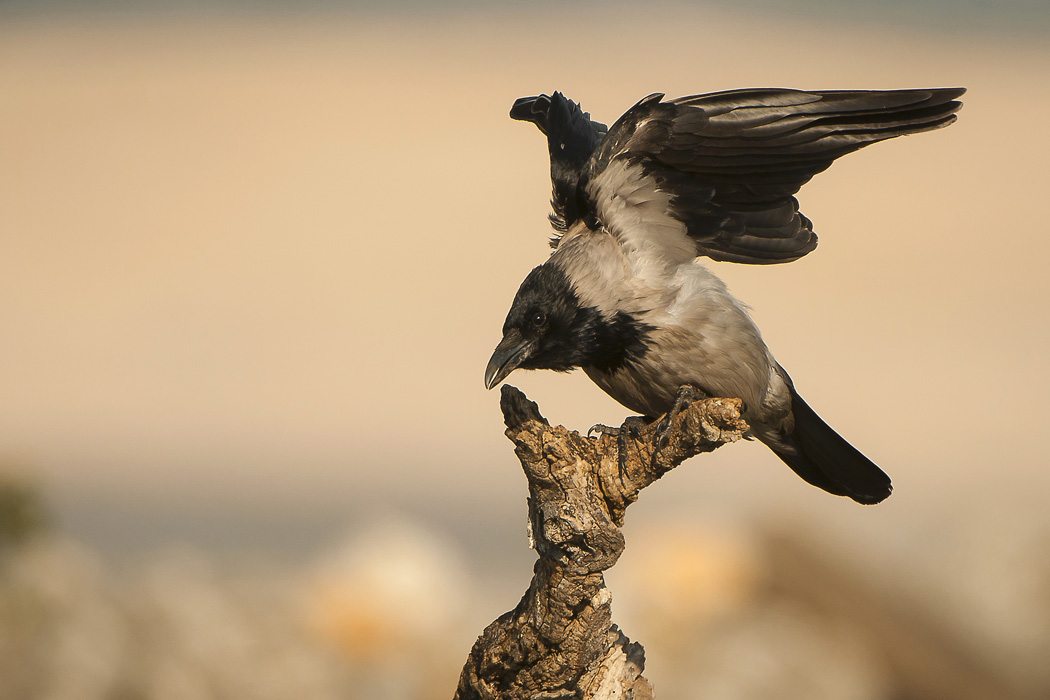 CORVUS CORONE CORNIX 1