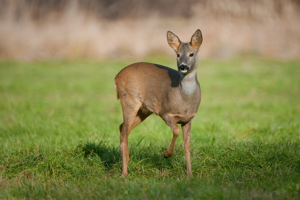 _DSC0258 apop