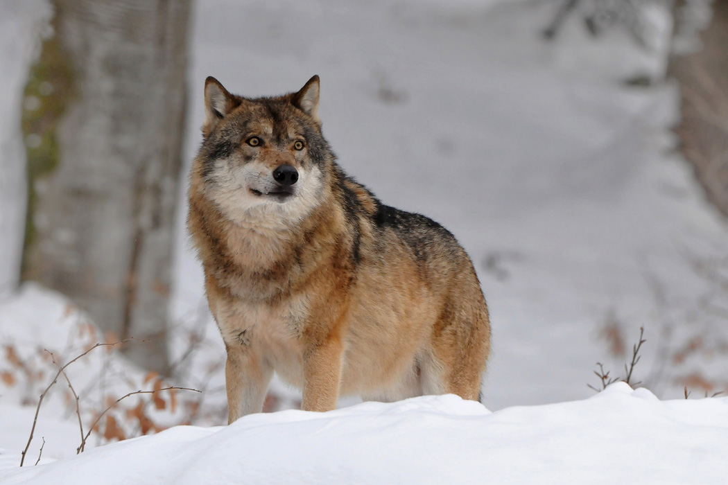 CANIS LUPUS