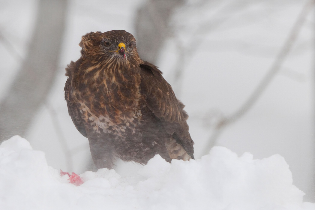 IN WIND AND SNOW (BUTEO BUTEO 1)