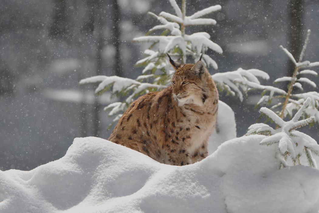 LYNX LYNX 1