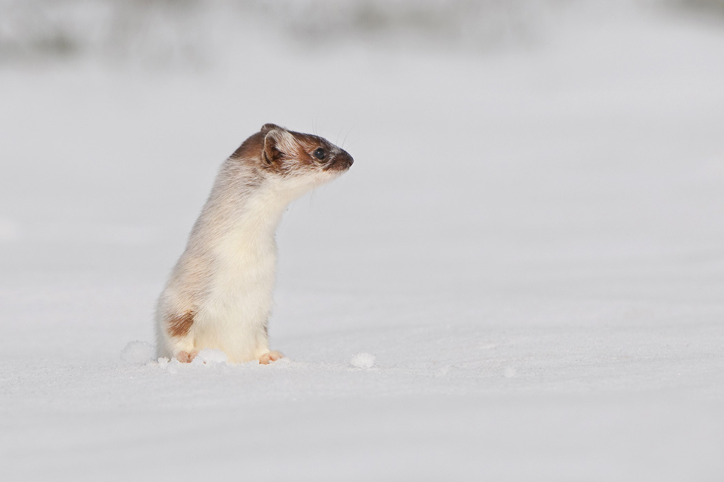 MUSTELLA ERMINEA 2