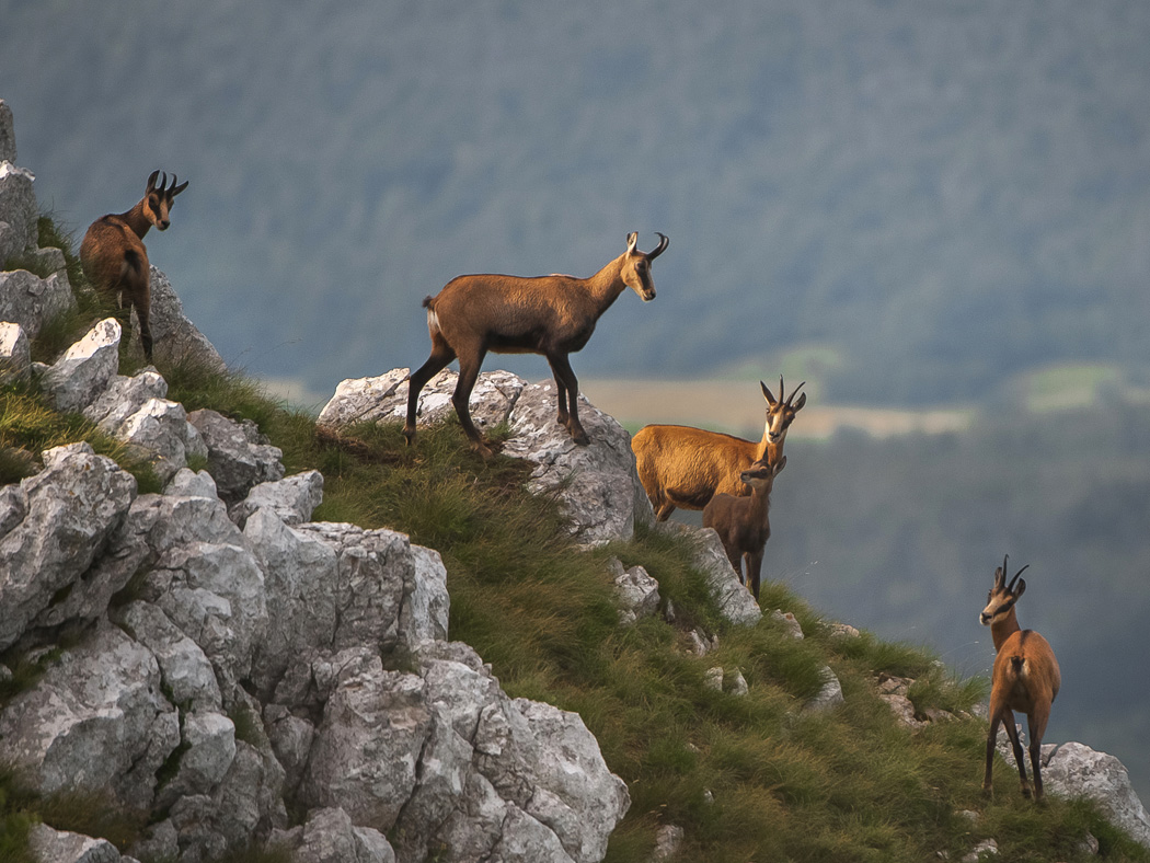 RUPICAPRA RUPICAPRA 2