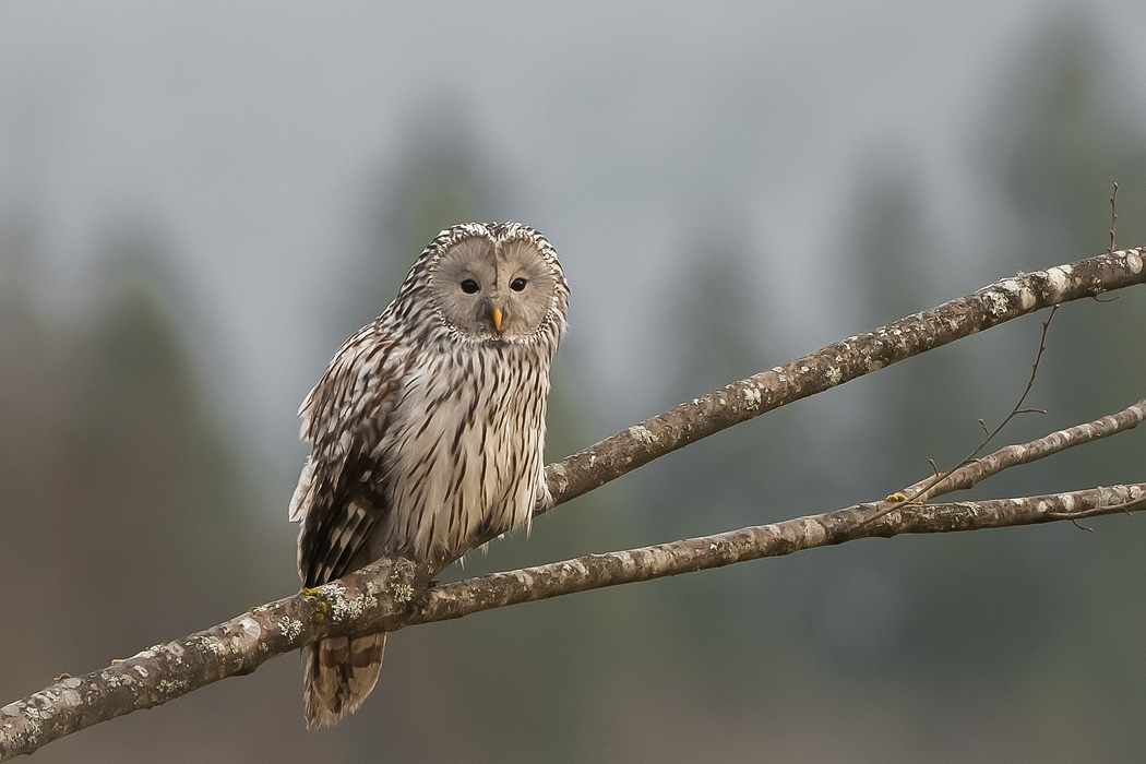 STRIX URALENSIS 4